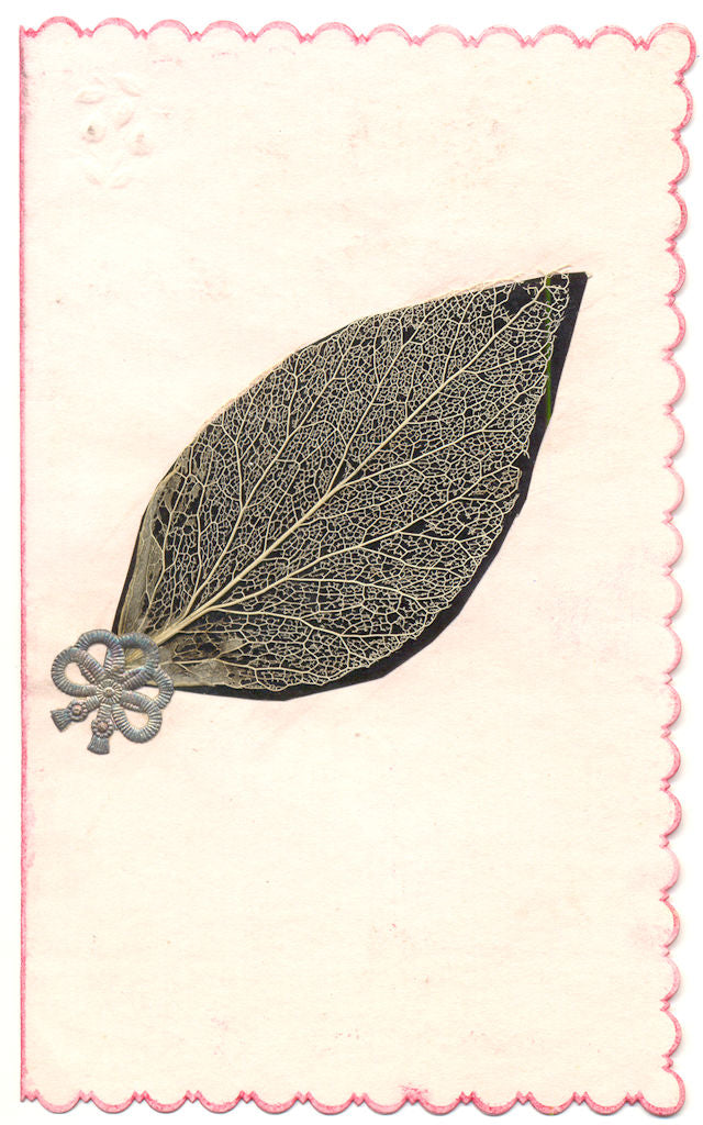 PLANTS. Dried pressed leaf c1800 old antique vintage print picture